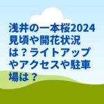 浅井の一本桜2024見頃や開花状況は？ライトアップやアクセスや駐車場は？