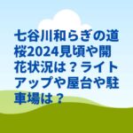 七谷川和らぎの道桜2024見頃や開花状況は？ライトアップや屋台や駐車場は？