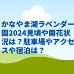 かなやま湖ラベンダー園2024見頃や開花状況は？宿泊や駐車場やアクセスは？