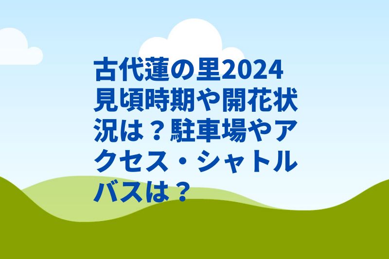 古代蓮の里2024見頃時期や開花状況は?駐車場やアクセス・シャトルバスは?