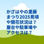 かざはやの里藤まつり2025見頃や開花状況は？屋台や駐車場やアクセスは？