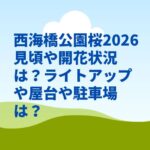 西海橋公園桜2026見頃や開花状況は？ライトアップや屋台や駐車場は？